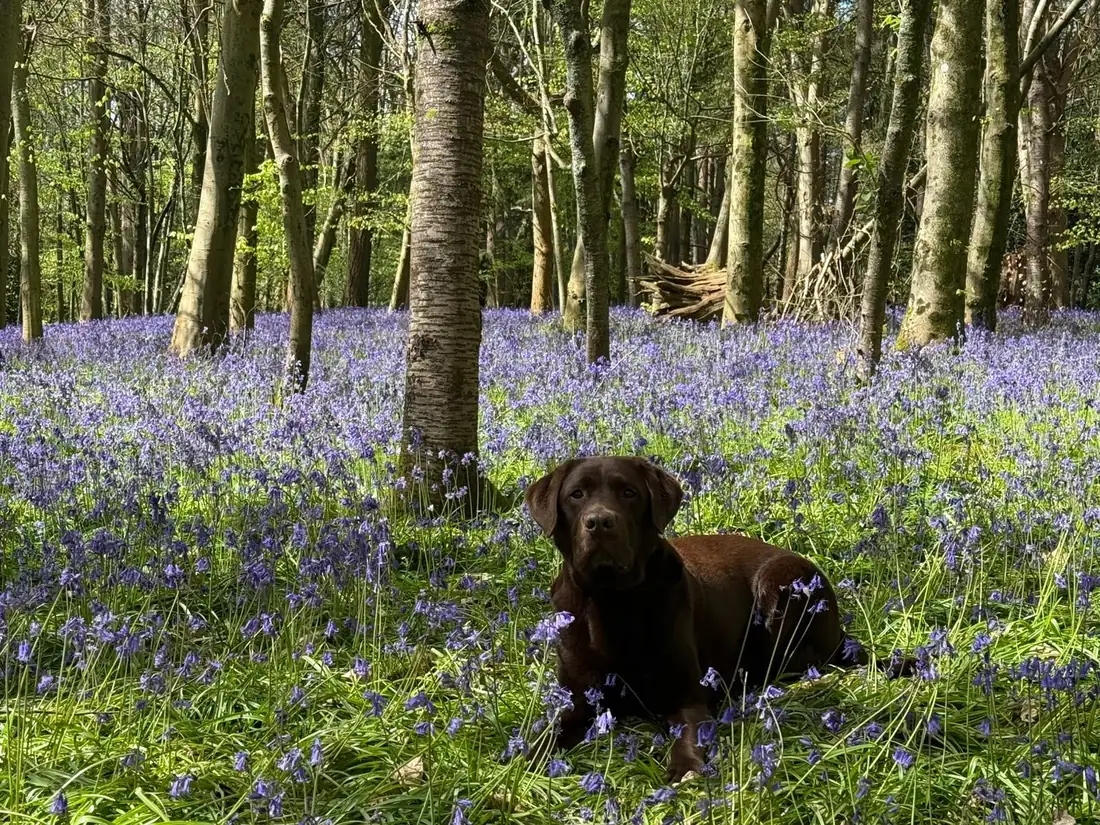 Byron lying in a carpet of bluebells under beech trees