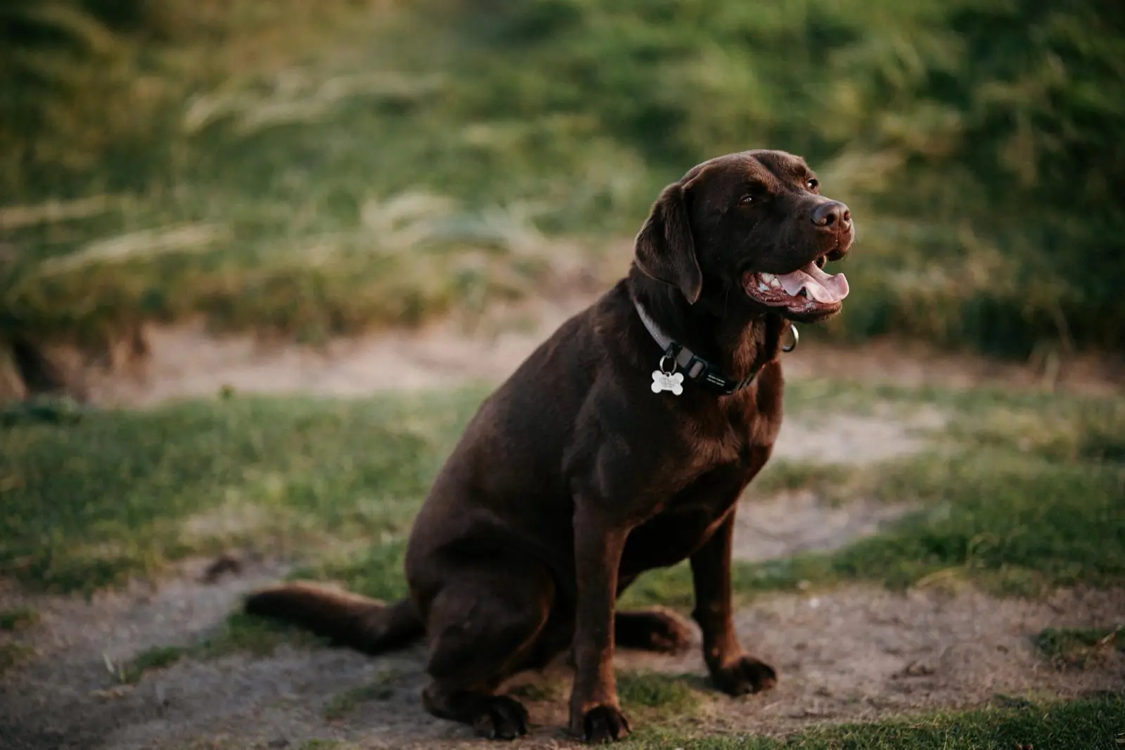Byron sitting in long grass, tongue out, looking off to the side