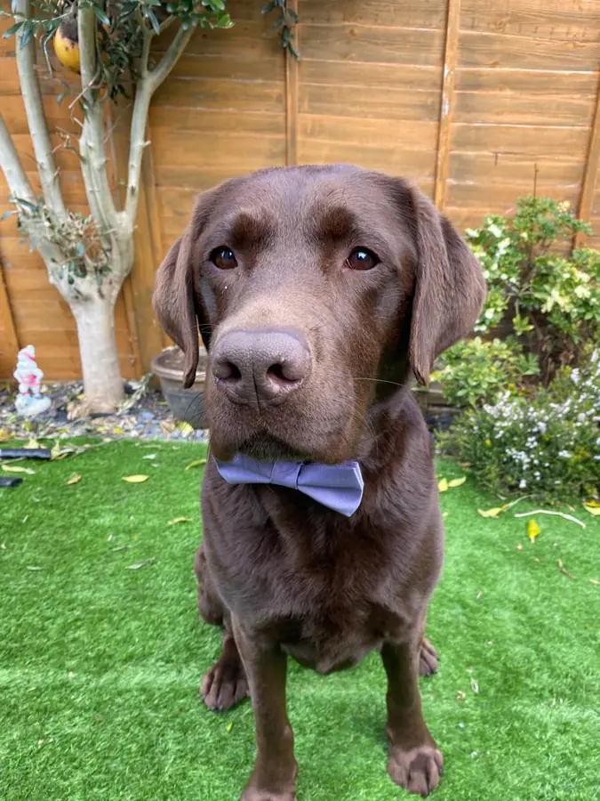 Byron in a bow tie