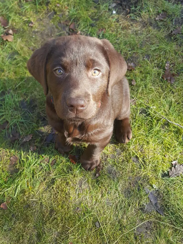 Byron as a puppy, sitting in the grass