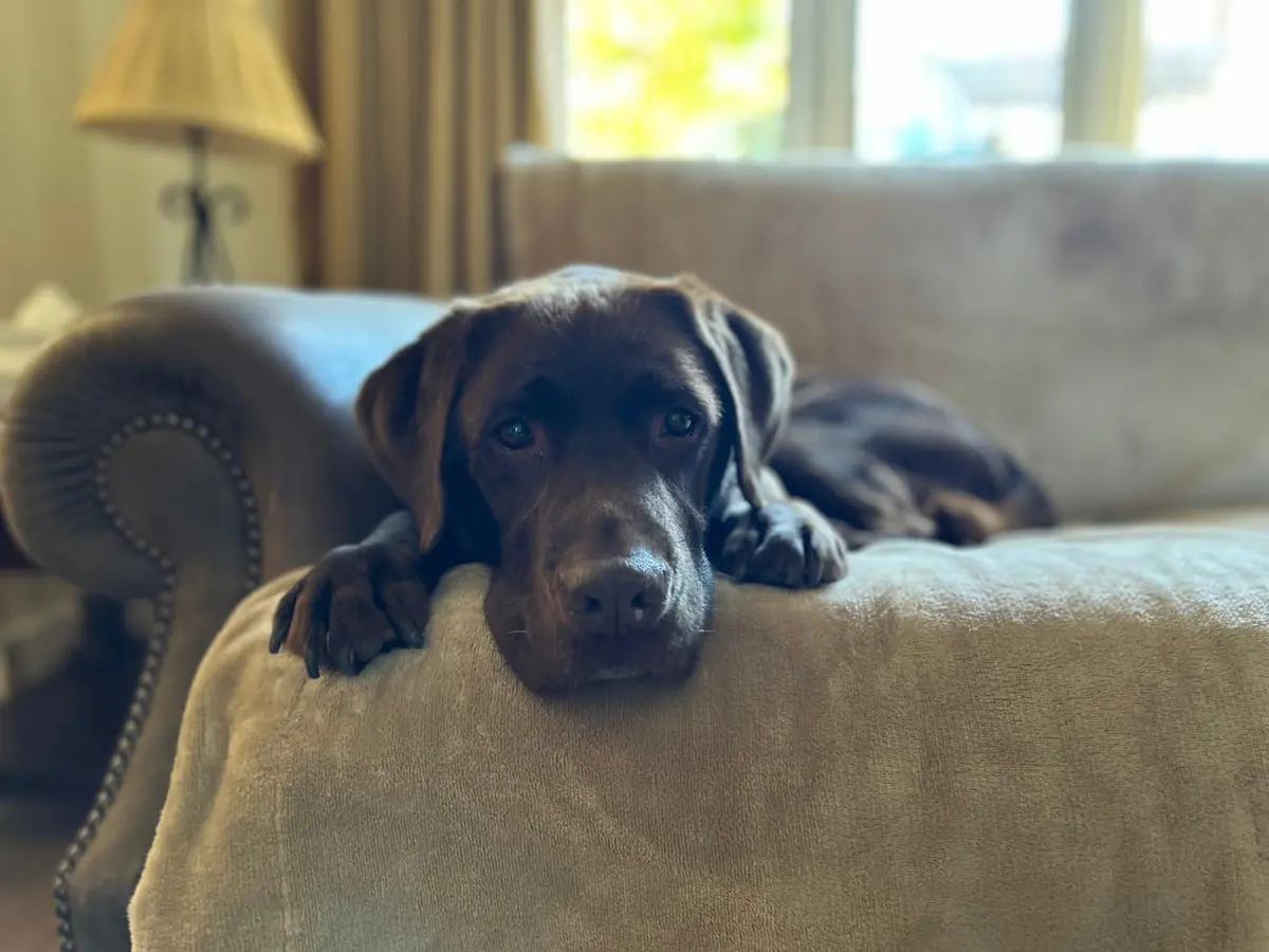 Byron resting his chin on the arm of a sofa