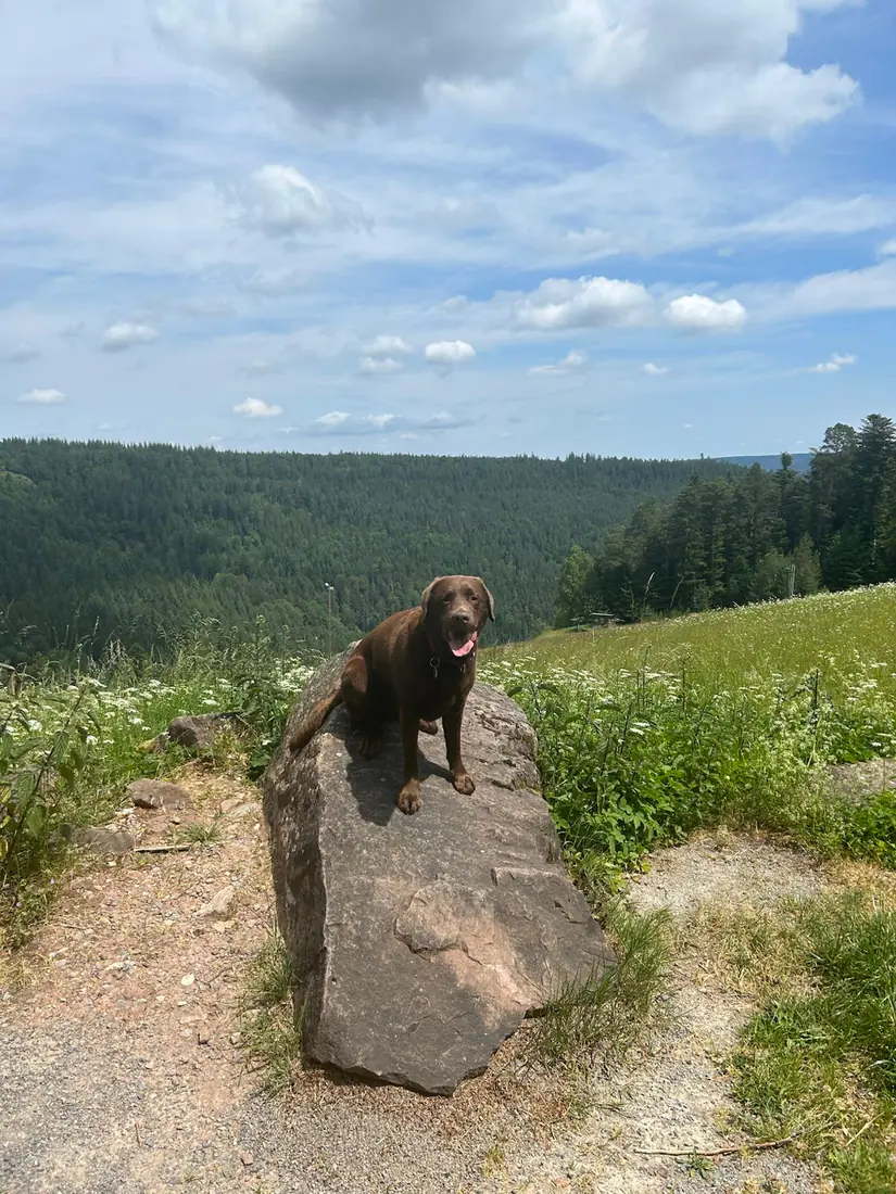 Byron standing on a boulder above a forested valley
